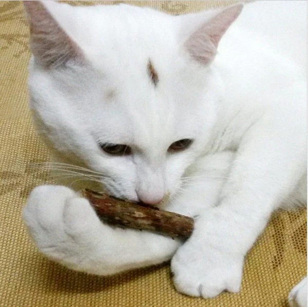 5 PCSMatatabi Toys Catnip Chew Toy for Pet Kitten - Image 3