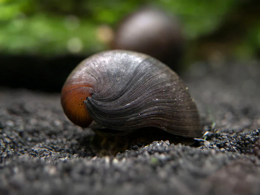 Black Nerite snails PACK OF 6