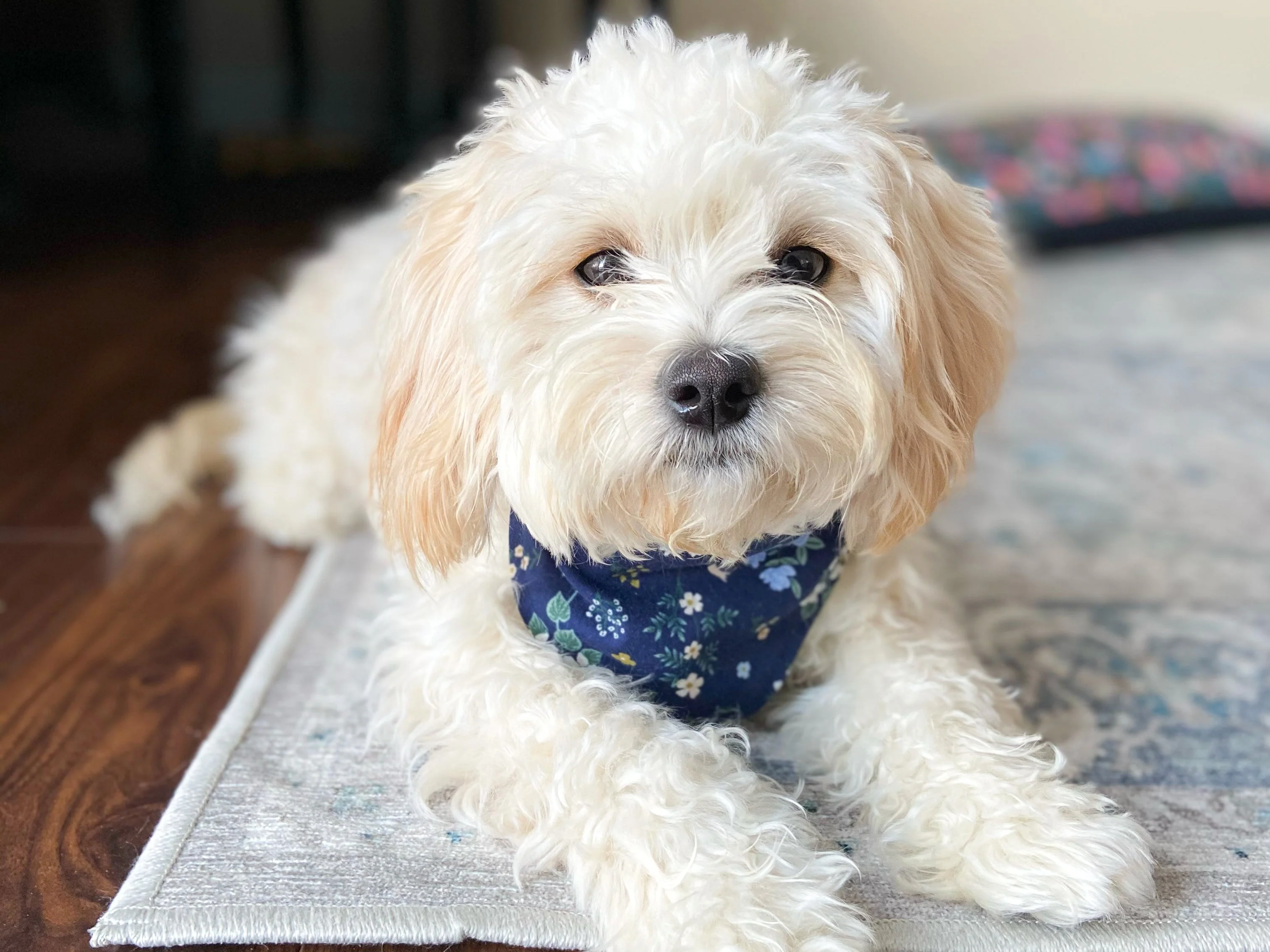 "Buzzy Bees" Dog Bandana - Image 6