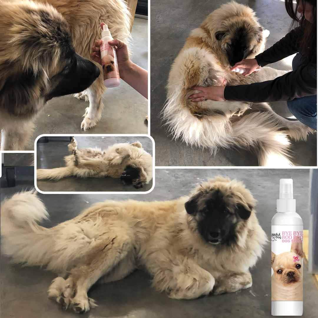 Bye Bye Boo Boo™ Dog Spray - Image 7
