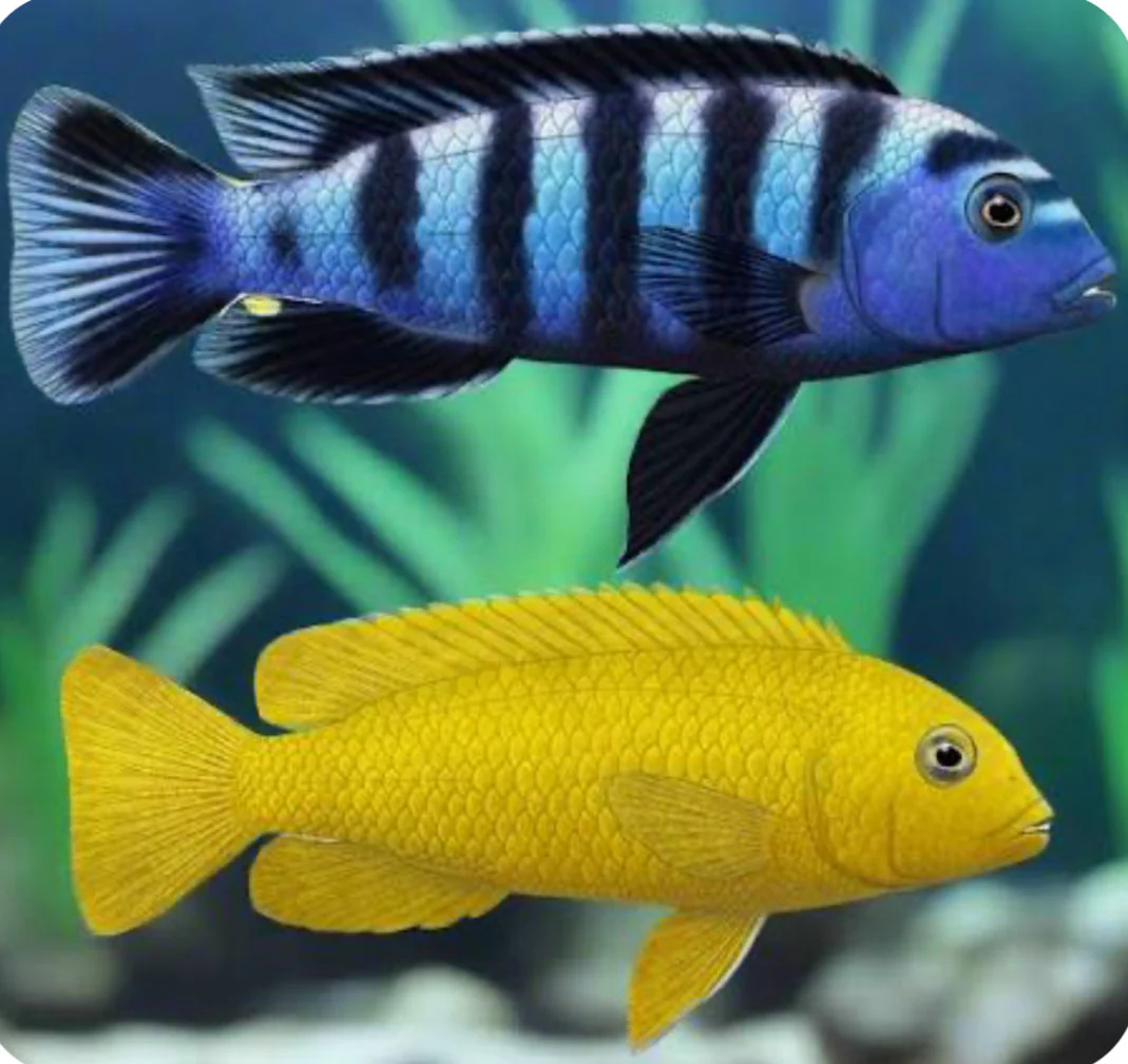 Chindongo saulosi Mbuna German Blood (Juveniles 2"+)