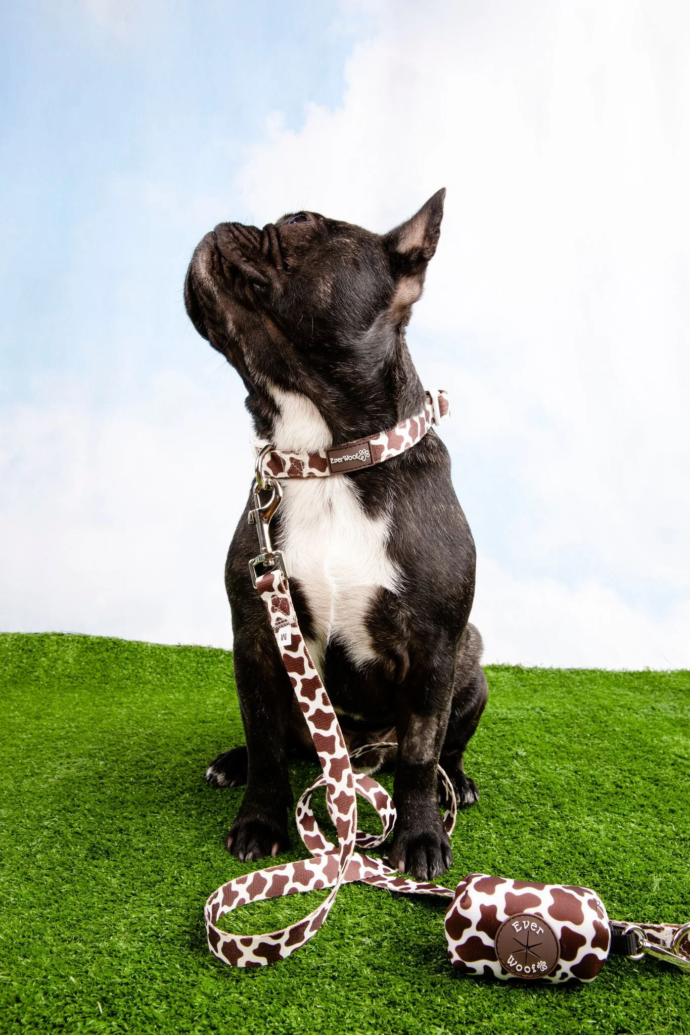 Chocolate Cow Collar - Image 3