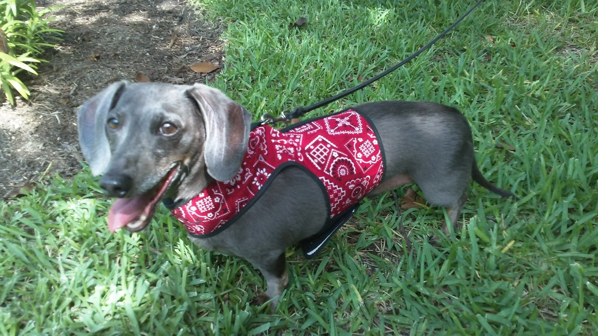Doggy Holster Small Dog Harness (Made in USA)