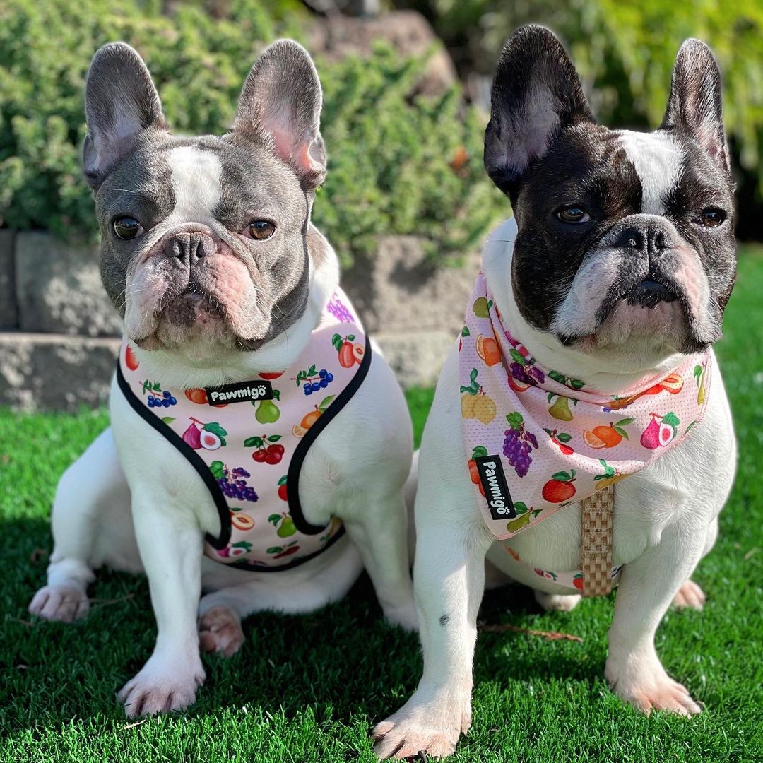Frootie Patootie Free-Fit Harness - Image 2