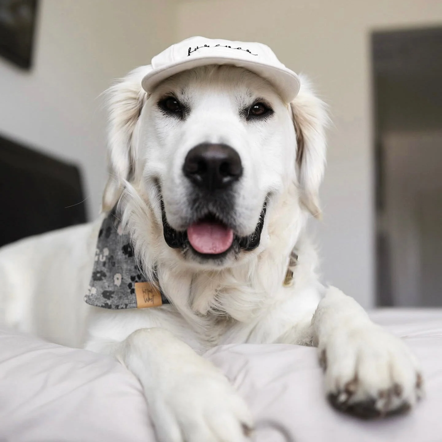 Furever Hat Bundle - Image 6