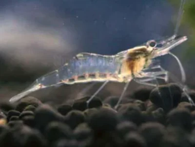 Ghost Shrimp (Pack of 25)