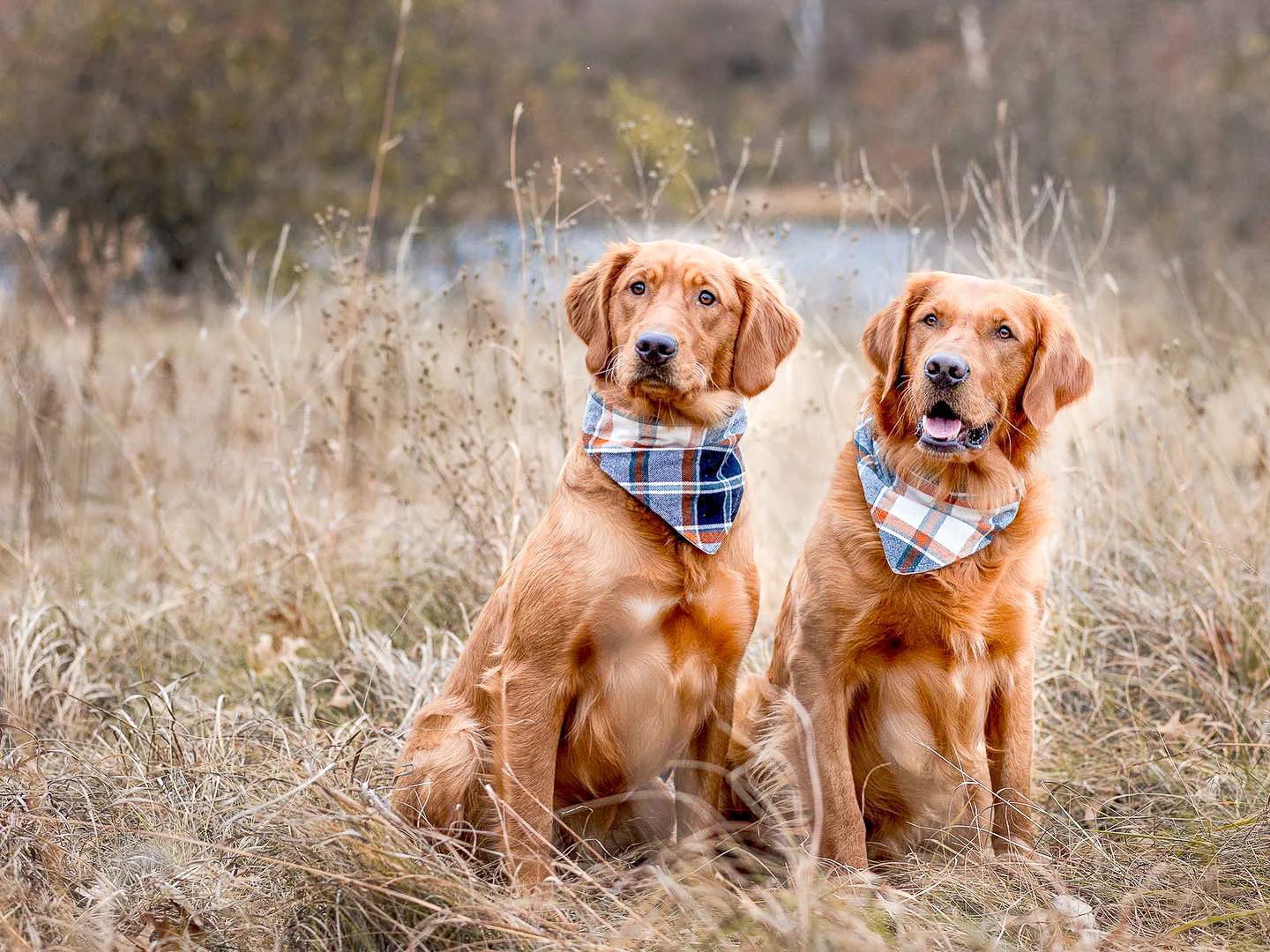 "Green Camouflage" Dog Bandana - Image 5