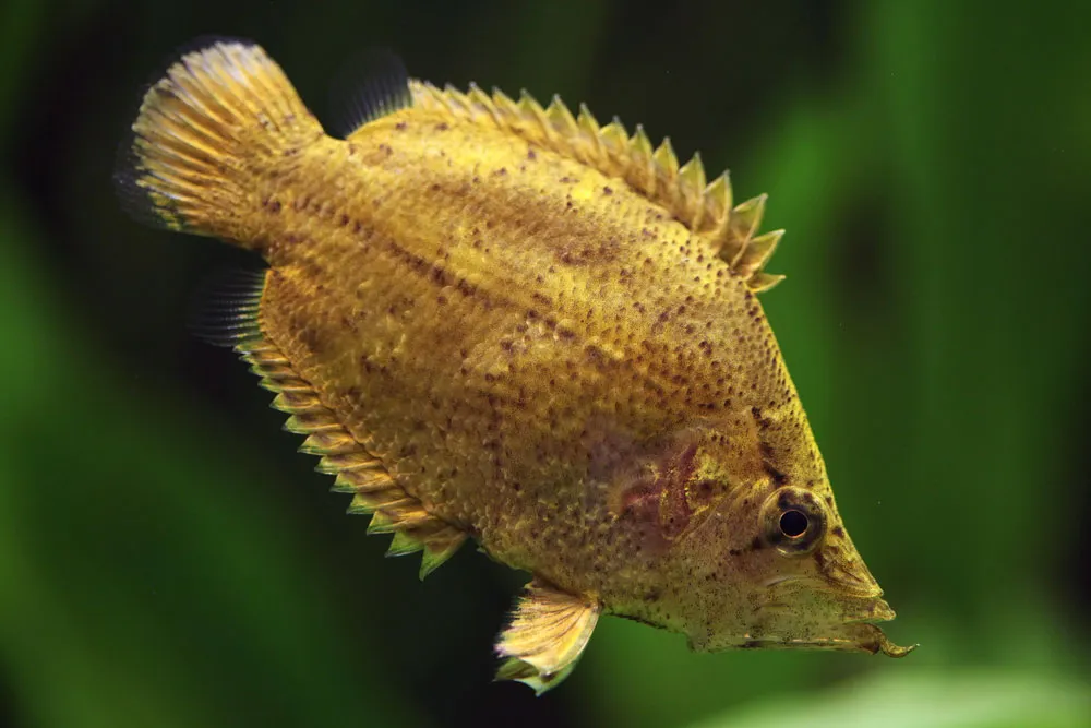 Leaf Fish Amazon Leaf Fish (Monocirrhus polyacanthus)