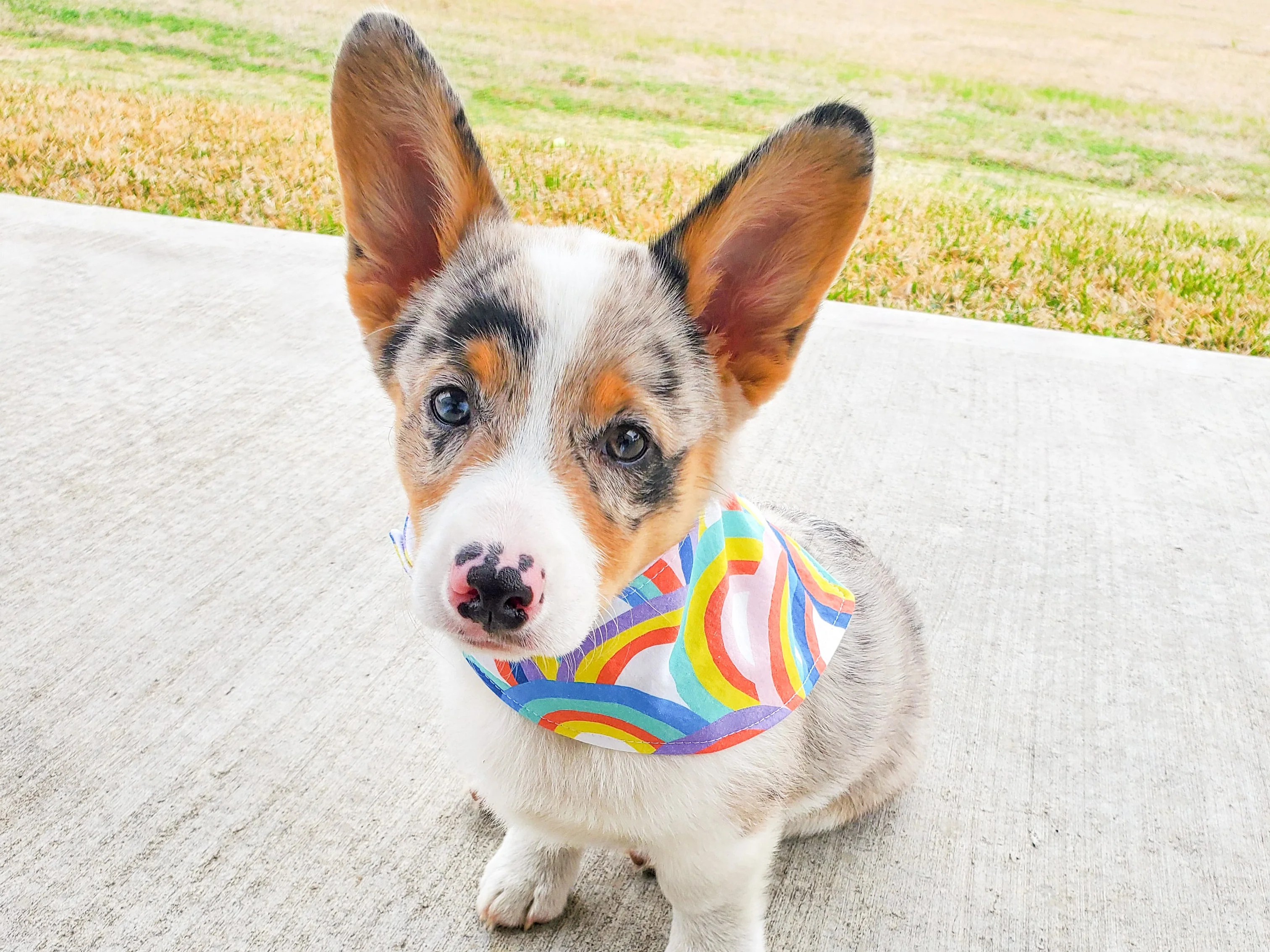 "Merry" Dog Bandana - Image 8