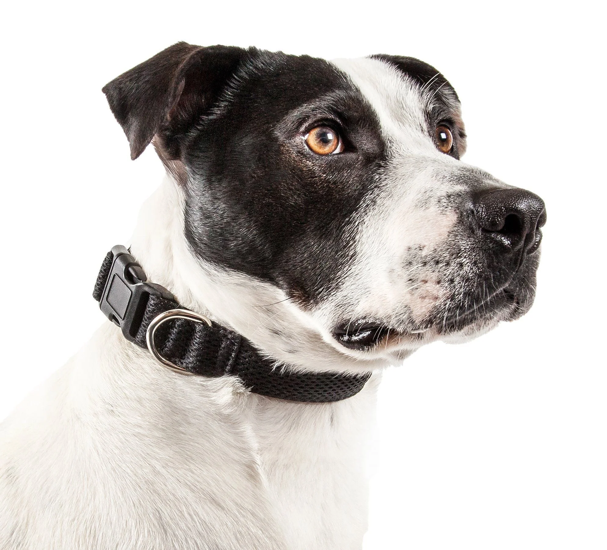 Pet Life ® 'Aero Mesh' Dual-Sided Breathable and Adjustable Thick Mesh Dog Collar - Image 5