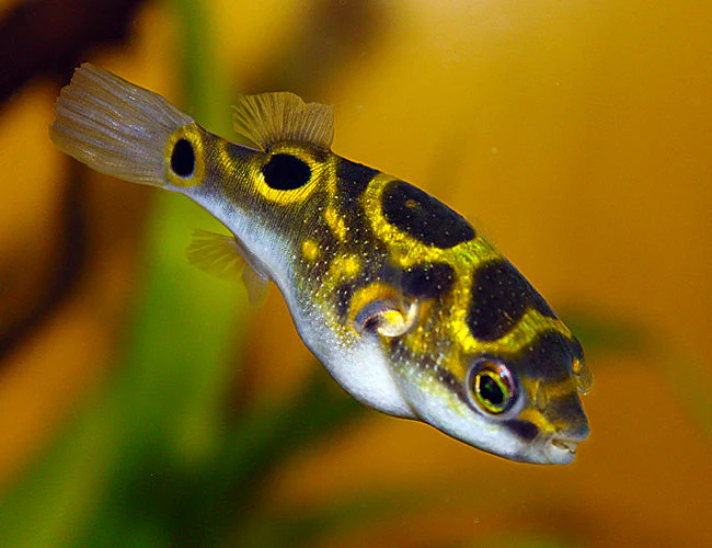Puffer Figure Eight