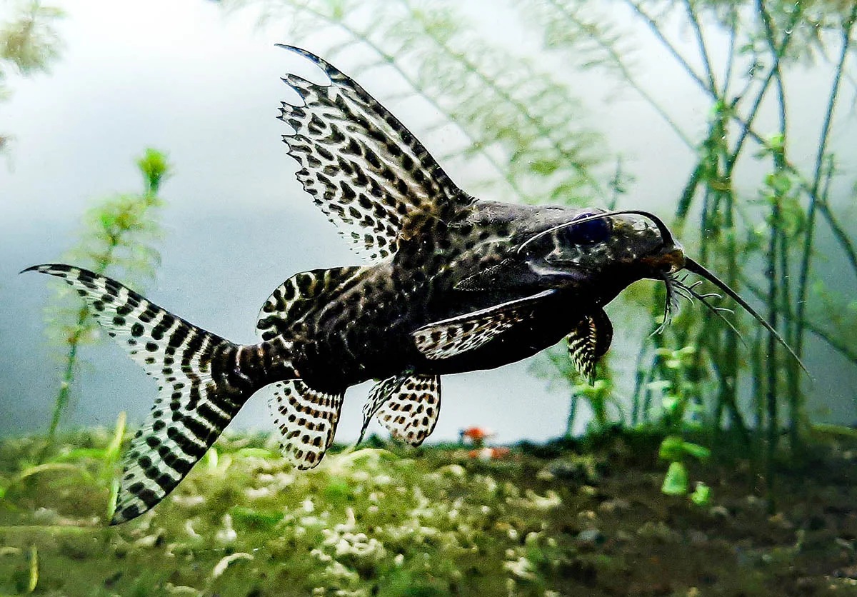 Synodontis angelicus (Angel Catfish) and Synodontis eupterus (Featherfin Catfish)