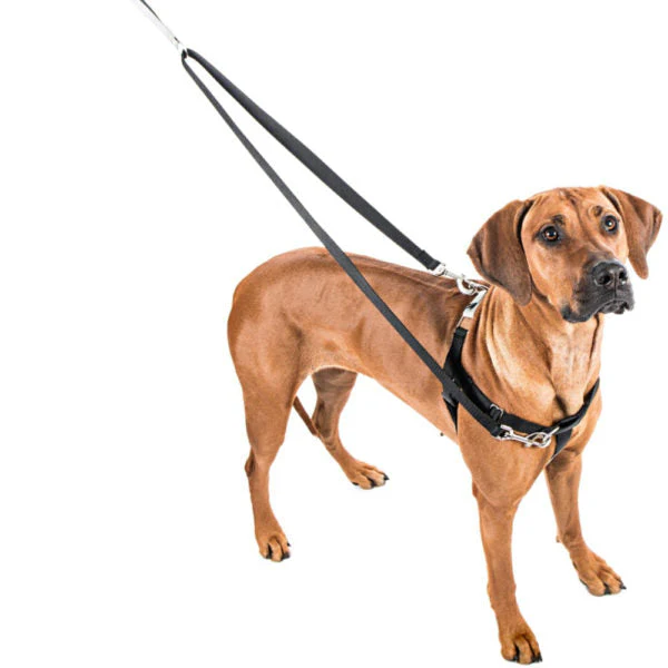 Teal Freedom No-Pull Dog Harness - Image 4
