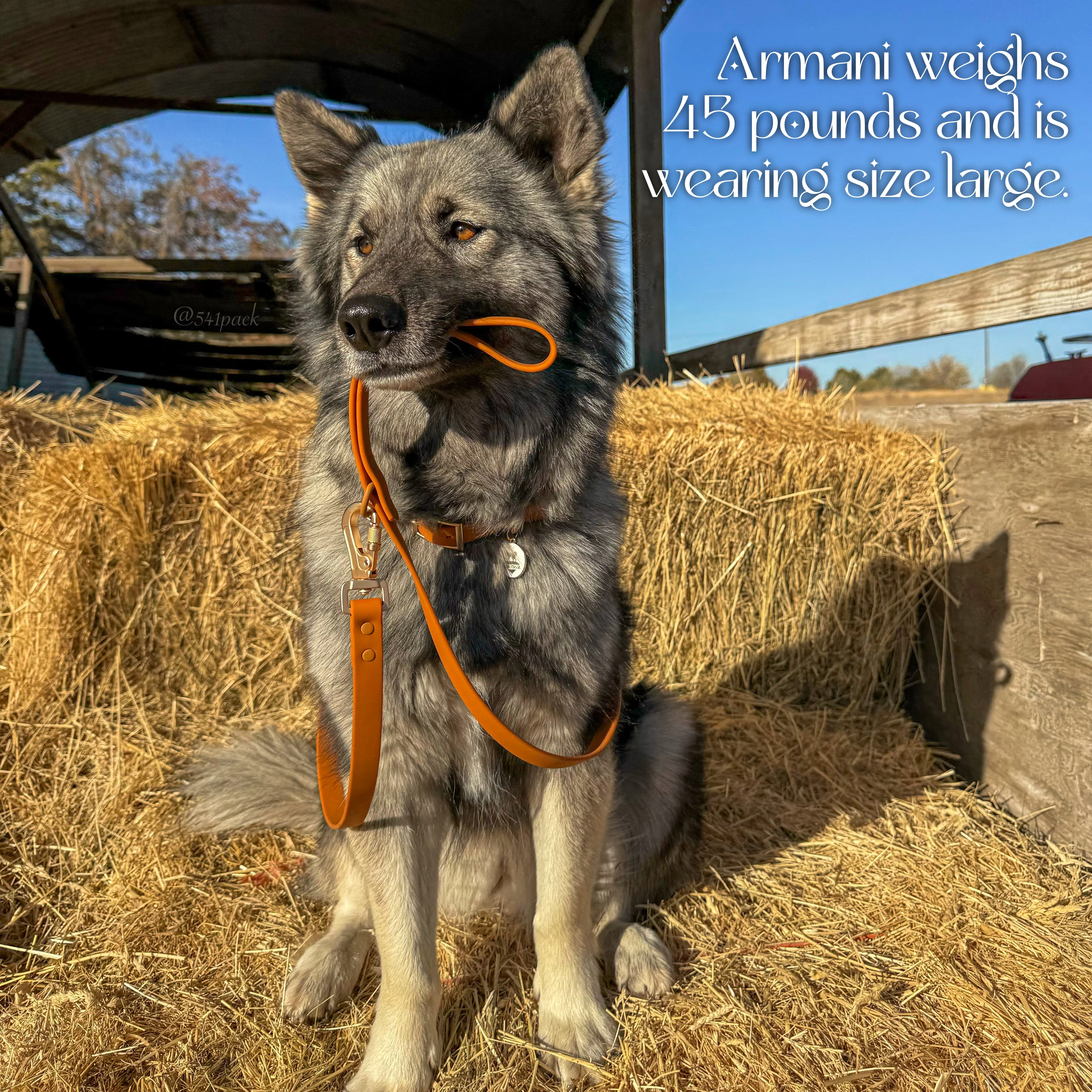 Waterproof Collar - Image 10