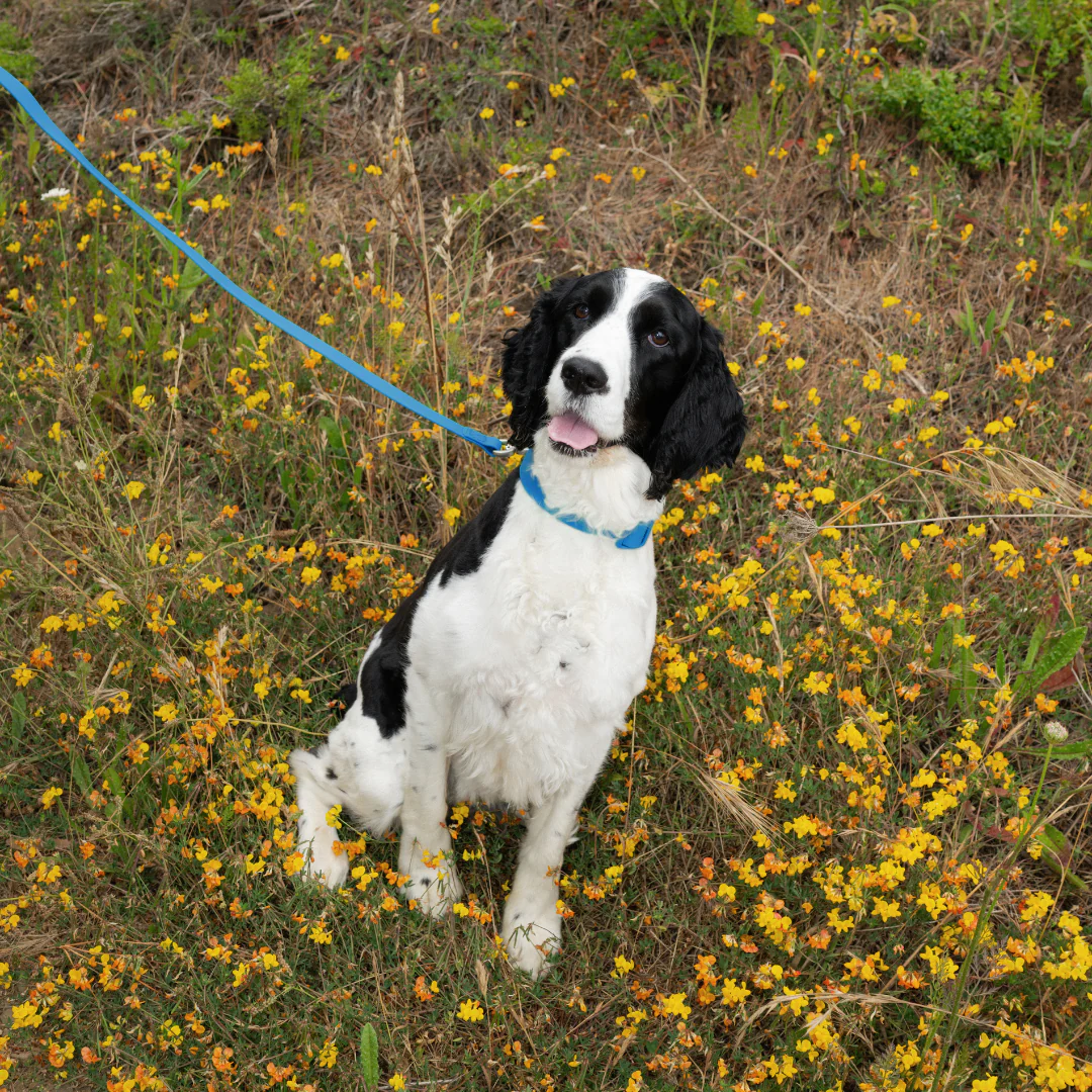 Waterproof Dog Collar - Image 48