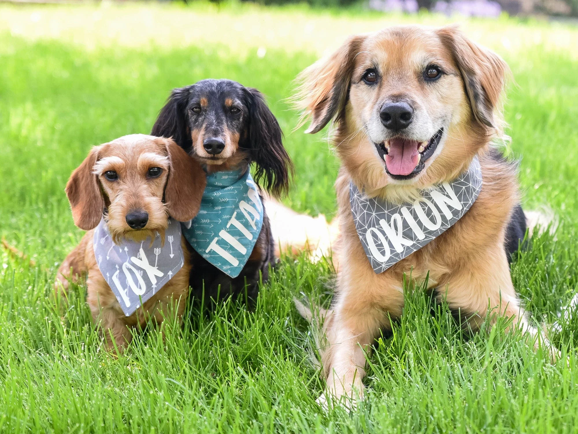 "Wild One" Birthday Dog Bandana - Image 10