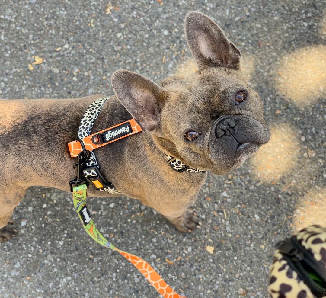 Wild Thing Free-Fit Harness - Image 2